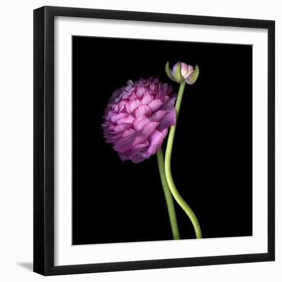 Pink Ranunculus 1-Magda Indigo-Framed Photographic Print