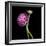 Pink Ranunculus 1-Magda Indigo-Framed Photographic Print