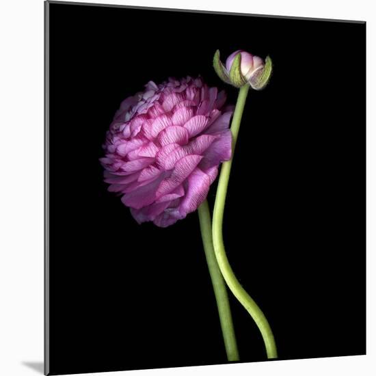 Pink Ranunculus 1-Magda Indigo-Mounted Photographic Print