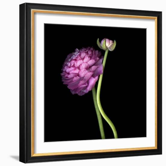 Pink Ranunculus 1-Magda Indigo-Framed Photographic Print