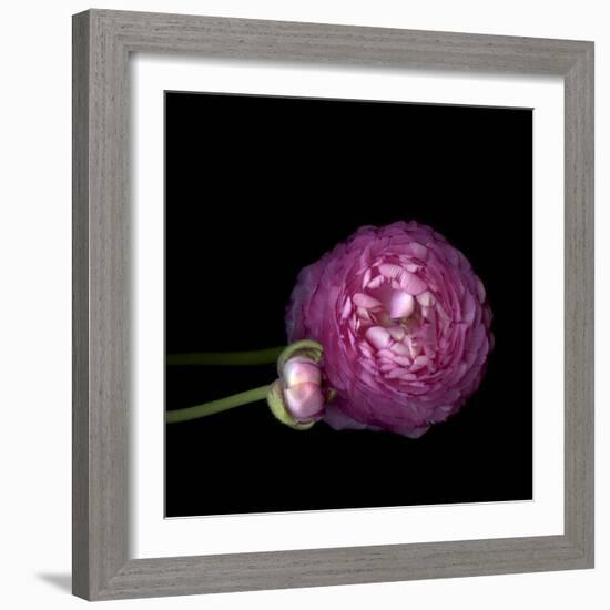 Pink Ranunculus 2-Magda Indigo-Framed Photographic Print