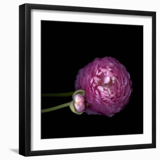 Pink Ranunculus 2-Magda Indigo-Framed Photographic Print