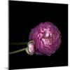 Pink Ranunculus 2-Magda Indigo-Mounted Photographic Print