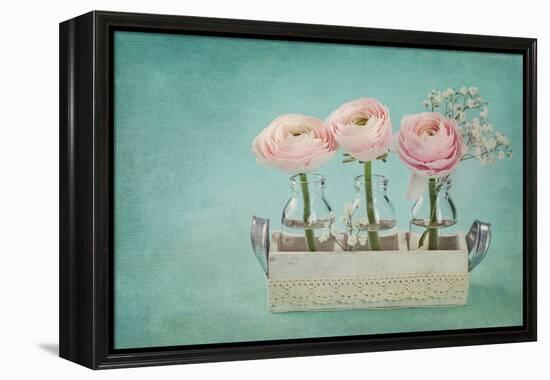 Pink Ranunculus Flowers on a Blue Background-egal-Framed Premier Image Canvas