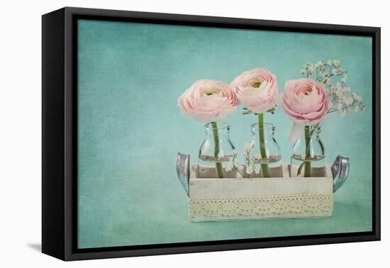 Pink Ranunculus Flowers on a Blue Background-egal-Framed Premier Image Canvas