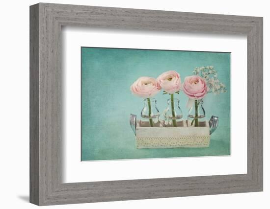 Pink Ranunculus Flowers on a Blue Background-egal-Framed Photographic Print