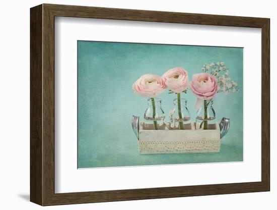 Pink Ranunculus Flowers on a Blue Background-egal-Framed Photographic Print