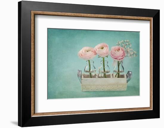 Pink Ranunculus Flowers on a Blue Background-egal-Framed Photographic Print
