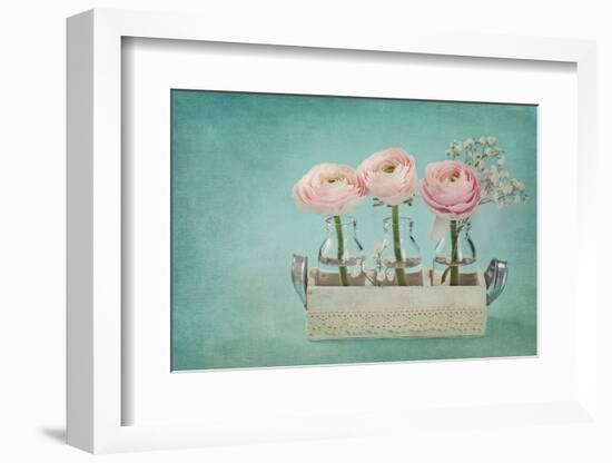 Pink Ranunculus Flowers on a Blue Background-egal-Framed Photographic Print