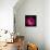 Pink Ranunculus-Magda Indigo-Photographic Print displayed on a wall