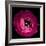 Pink Ranunculus-Magda Indigo-Framed Photographic Print