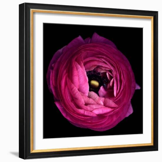 Pink Ranunculus-Magda Indigo-Framed Photographic Print