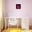 Pink Ranunculus-Magda Indigo-Photographic Print displayed on a wall