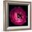 Pink Ranunculus-Magda Indigo-Framed Photographic Print