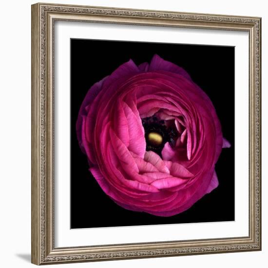 Pink Ranunculus-Magda Indigo-Framed Photographic Print