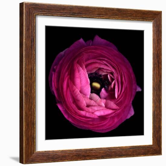 Pink Ranunculus-Magda Indigo-Framed Photographic Print