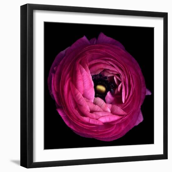 Pink Ranunculus-Magda Indigo-Framed Photographic Print