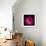 Pink Ranunculus-Magda Indigo-Framed Photographic Print displayed on a wall