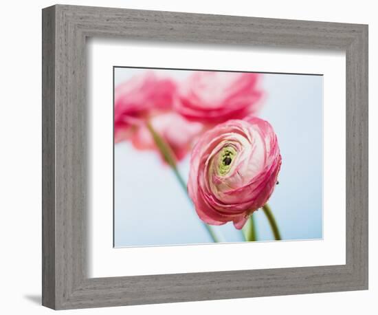 Pink ranunculus-Ada Summer-Framed Photographic Print