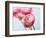 Pink ranunculus-Ada Summer-Framed Photographic Print