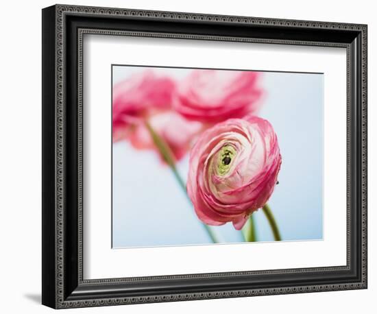 Pink ranunculus-Ada Summer-Framed Photographic Print