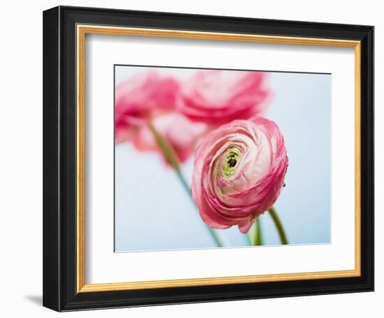 Pink ranunculus-Ada Summer-Framed Photographic Print