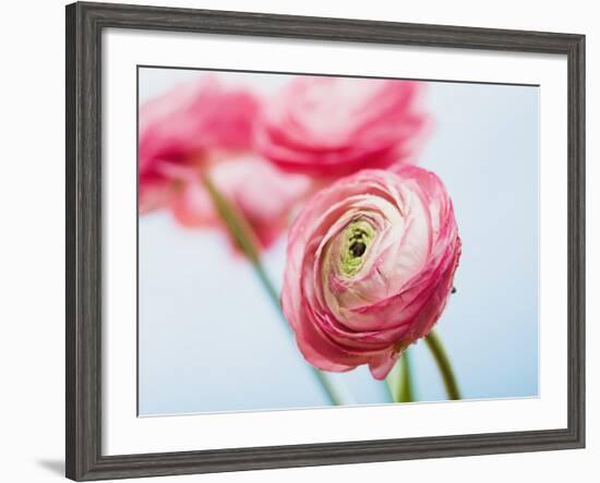 Pink ranunculus-Ada Summer-Framed Photographic Print