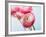 Pink ranunculus-Ada Summer-Framed Photographic Print