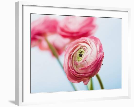 Pink ranunculus-Ada Summer-Framed Photographic Print