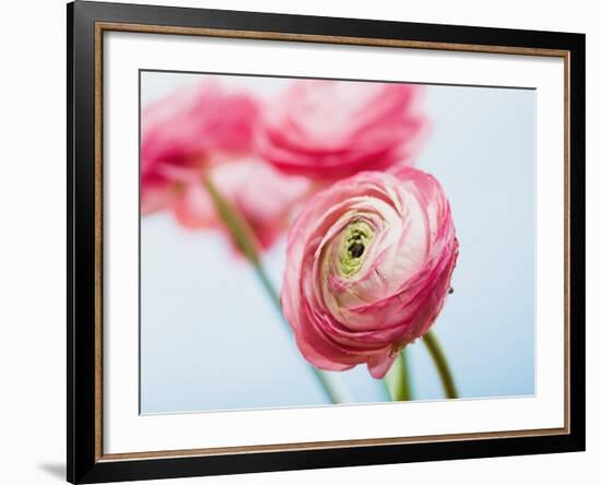 Pink ranunculus-Ada Summer-Framed Photographic Print