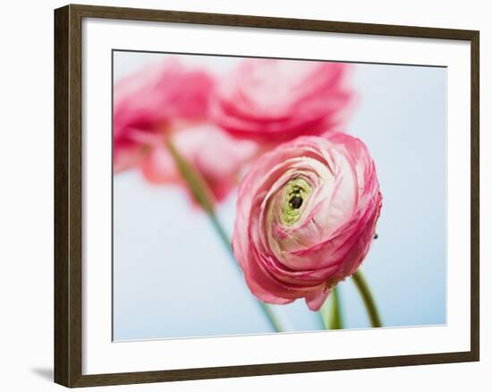 Pink ranunculus-Ada Summer-Framed Photographic Print