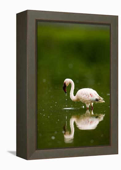 Pink Reflection-Susann Parker-Framed Premier Image Canvas