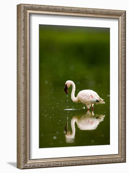 Pink Reflection-Susann Parker-Framed Photographic Print