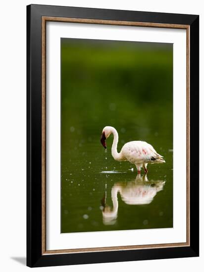 Pink Reflection-Susann Parker-Framed Photographic Print
