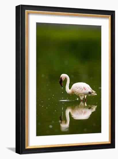 Pink Reflection-Susann Parker-Framed Photographic Print