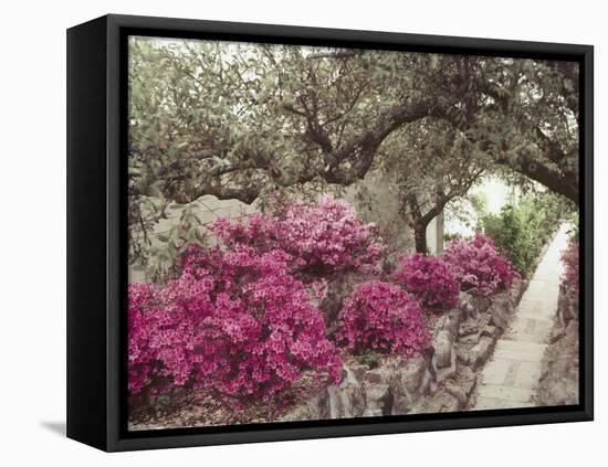 Pink Rhododendron Bushes at Chandor Gardens-John Dominis-Framed Premier Image Canvas