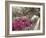 Pink Rhododendron Bushes at Chandor Gardens-John Dominis-Framed Photographic Print