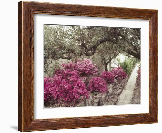 Pink Rhododendron Bushes at Chandor Gardens-John Dominis-Framed Photographic Print