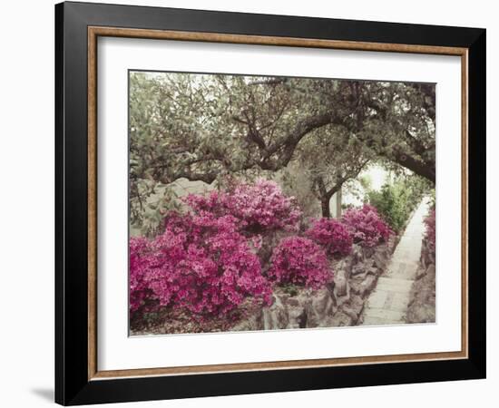 Pink Rhododendron Bushes at Chandor Gardens-John Dominis-Framed Photographic Print