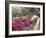 Pink Rhododendron Bushes at Chandor Gardens-John Dominis-Framed Photographic Print