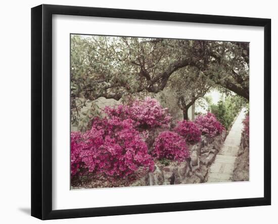 Pink Rhododendron Bushes at Chandor Gardens-John Dominis-Framed Photographic Print