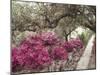 Pink Rhododendron Bushes at Chandor Gardens-John Dominis-Mounted Photographic Print