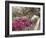 Pink Rhododendron Bushes at Chandor Gardens-John Dominis-Framed Photographic Print