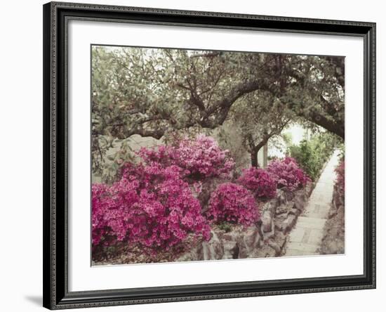 Pink Rhododendron Bushes at Chandor Gardens-John Dominis-Framed Photographic Print