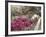 Pink Rhododendron Bushes at Chandor Gardens-John Dominis-Framed Photographic Print