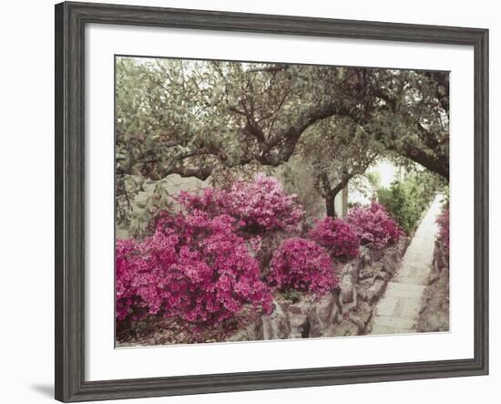 Pink Rhododendron Bushes at Chandor Gardens-John Dominis-Framed Photographic Print