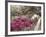 Pink Rhododendron Bushes at Chandor Gardens-John Dominis-Framed Photographic Print