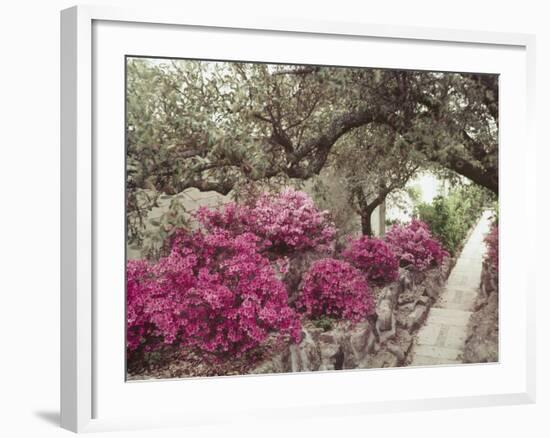 Pink Rhododendron Bushes at Chandor Gardens-John Dominis-Framed Photographic Print