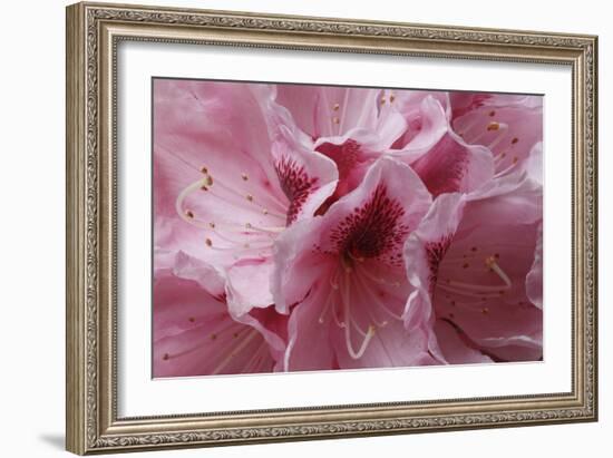 Pink Rhododendron I-Rita Crane-Framed Art Print