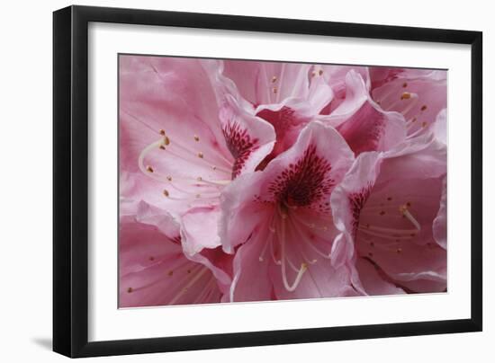 Pink Rhododendron I-Rita Crane-Framed Art Print